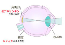 ゼアキサンチン